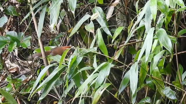 Rufous-capped Spinetail - ML200929391