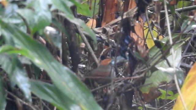 Rufous-capped Spinetail - ML200929401