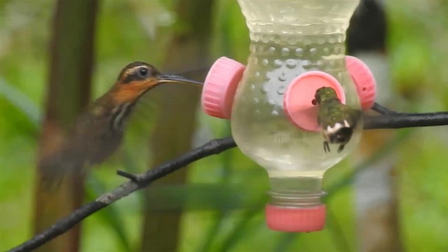 Saw-billed Hermit - ML200929431