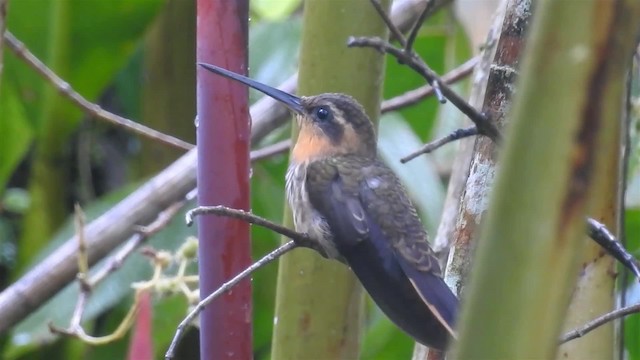 Saw-billed Hermit - ML200929441