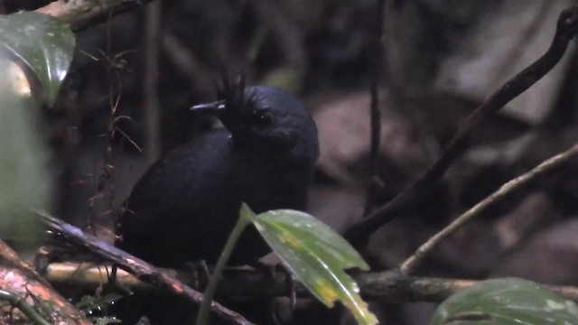 Macuquiño Negro - ML200929461