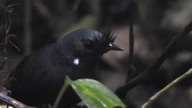 Macuquiño Negro - ML200929471