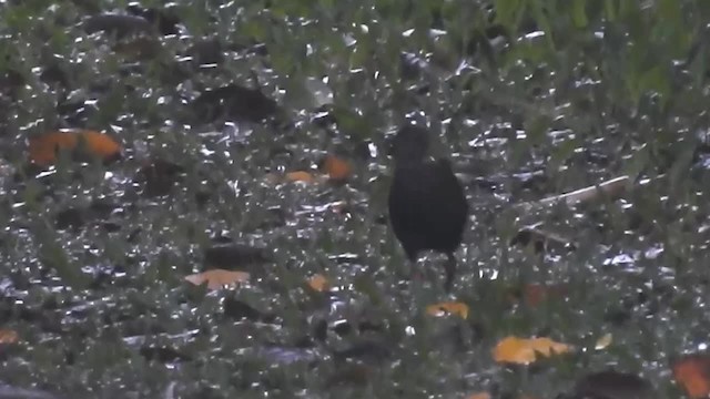 Slaty-breasted Wood-Rail - ML200929481