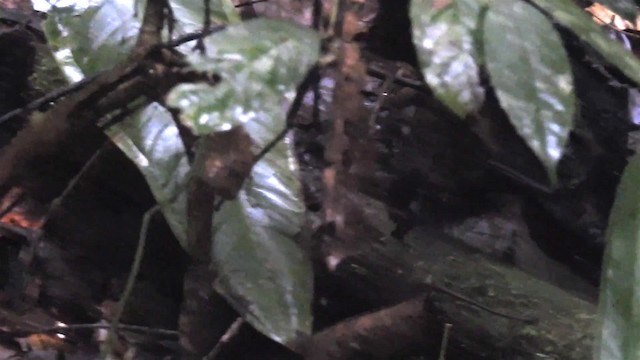 Slaty Bristlefront - ML200929531