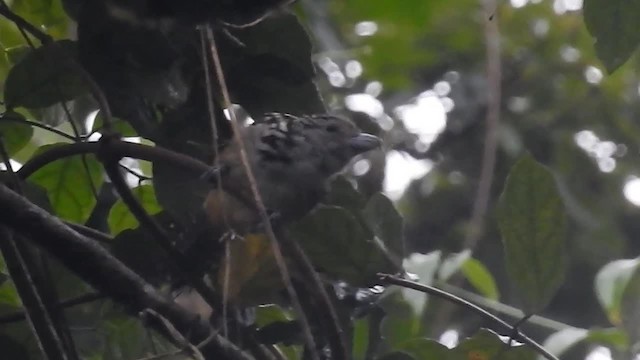 Spot-backed Antshrike - ML200929551