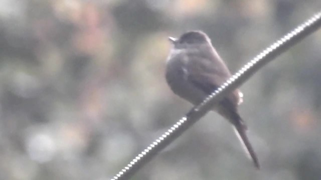 Southern Tropical Pewee - ML200929581