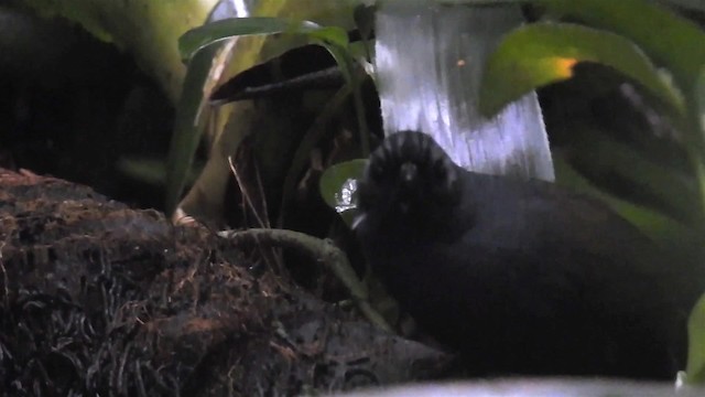 Braunbauchtapaculo - ML200929621