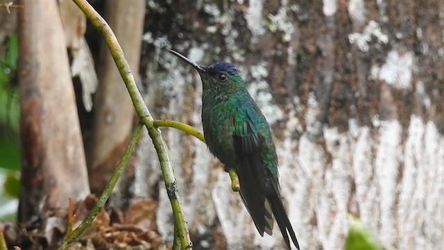 Violet-capped Woodnymph - ML200929651