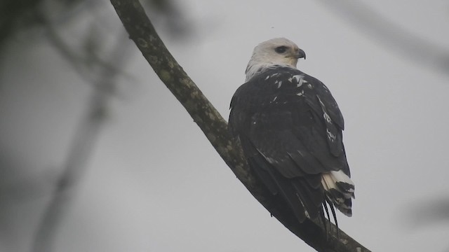 シロエリノスリ - ML200929671