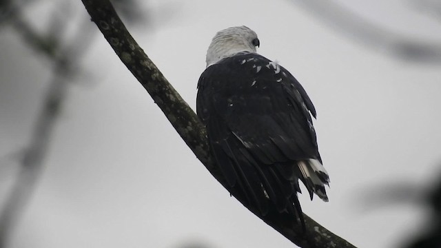 シロエリノスリ - ML200929721