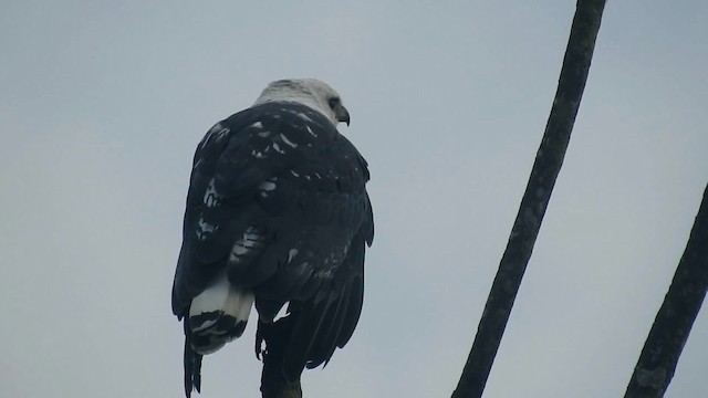 White-necked Hawk - ML200929731