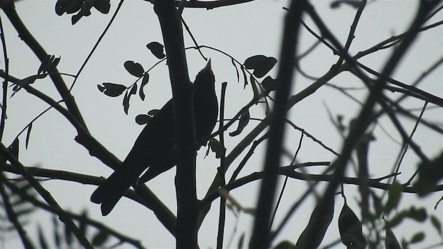 Yellow-legged Thrush - ML200929741