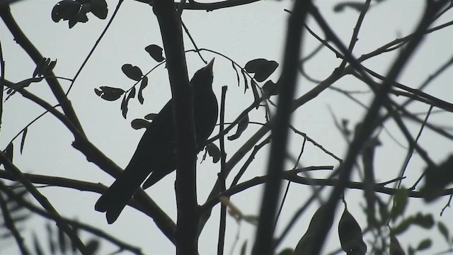 Yellow-legged Thrush - ML200929751