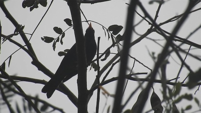 Yellow-legged Thrush - ML200929761