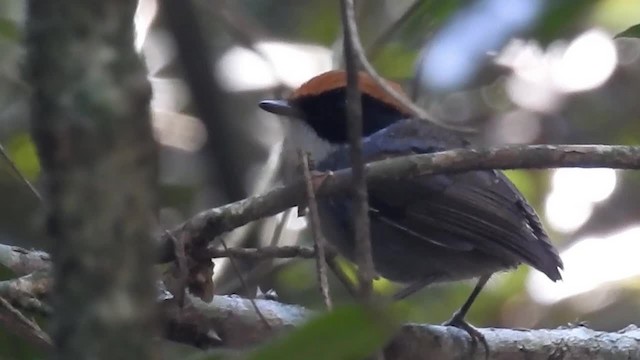 Black-cheeked Gnateater - ML200929781