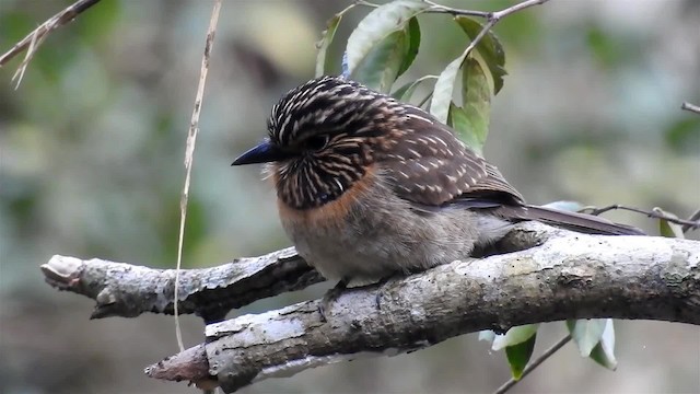 Crescent-chested Puffbird (Greater) - ML200929811