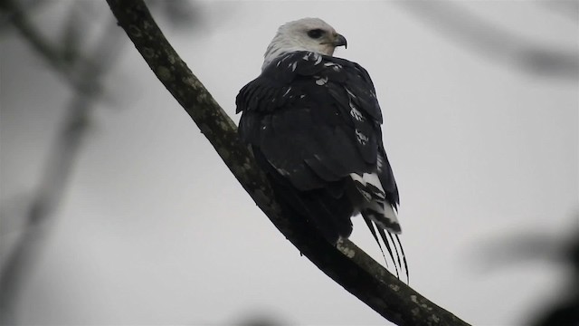 シロエリノスリ - ML200929831