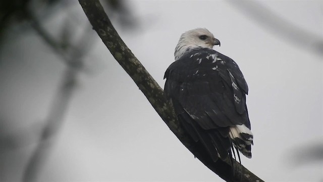 シロエリノスリ - ML200929841