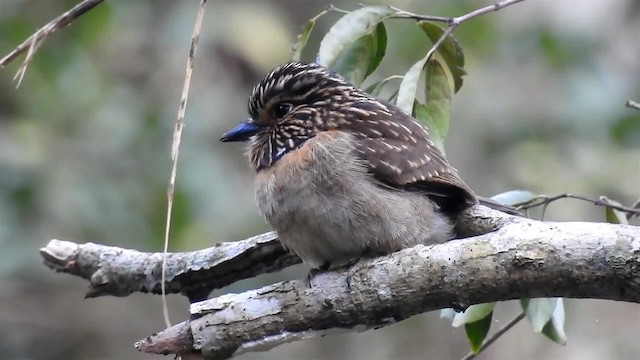 Çizgili Pufkuşu (striata) - ML200929851