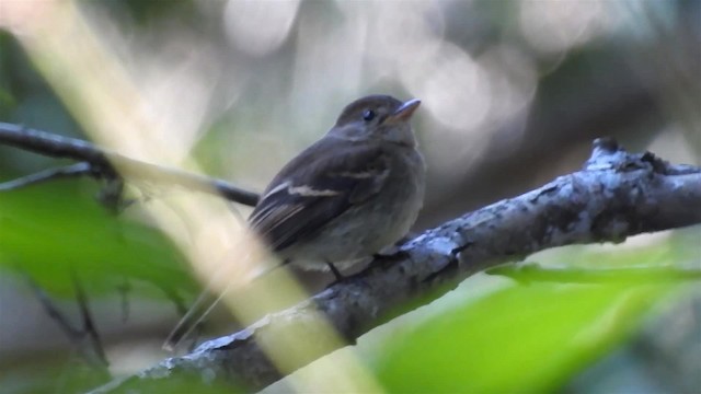 Euler's Flycatcher (Euler's) - ML200929871