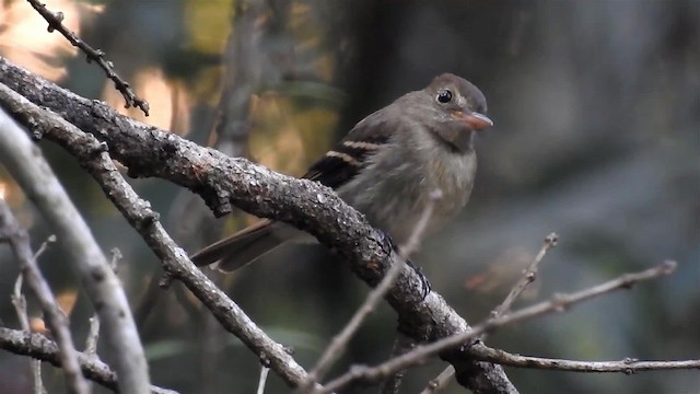 Euler's Flycatcher (Euler's) - ML200929881