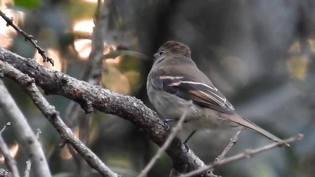Euler's Flycatcher (Euler's) - ML200929891