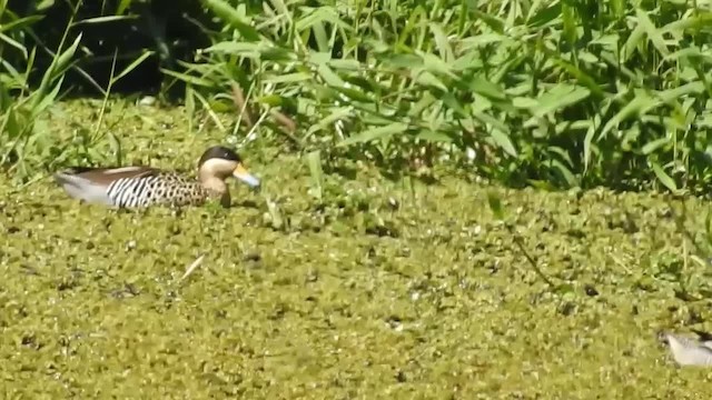 Silver Teal - ML200929981