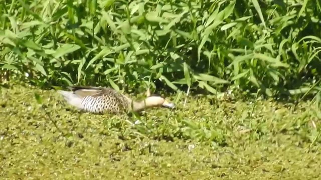 Silver Teal - ML200929991