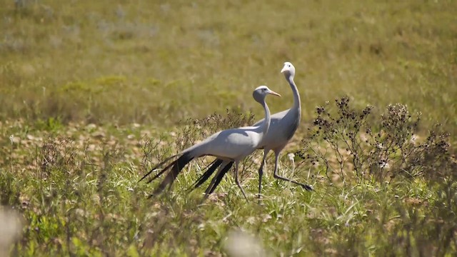 Райский журавль - ML200930081