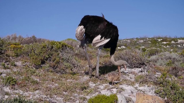 Common Ostrich - ML200930101