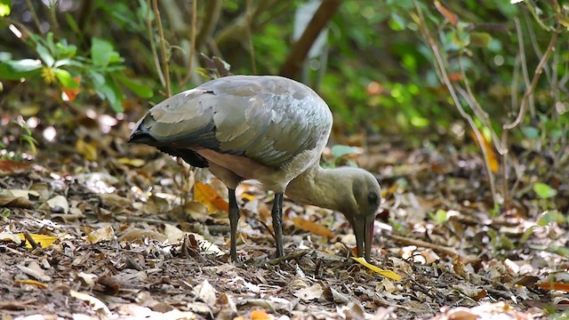 Hadada Ibis - ML200930111