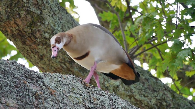 Egyptian Goose - ML200930121