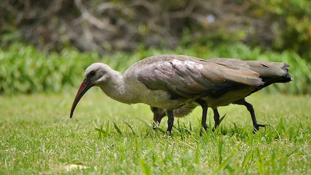 Hadada Ibis - ML200930131