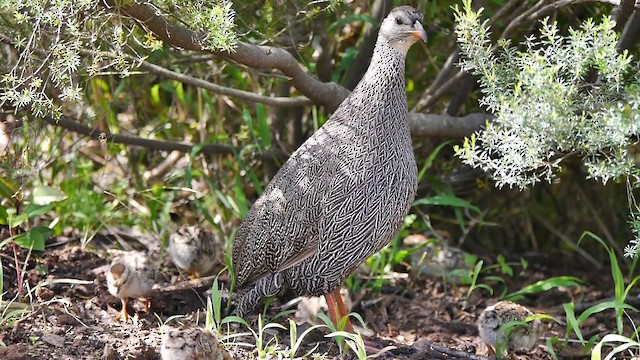 Cape Spurfowl - ML200930141