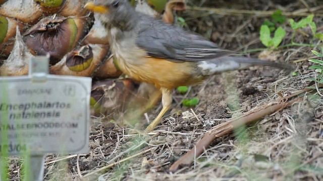 Olive Thrush - ML200930151