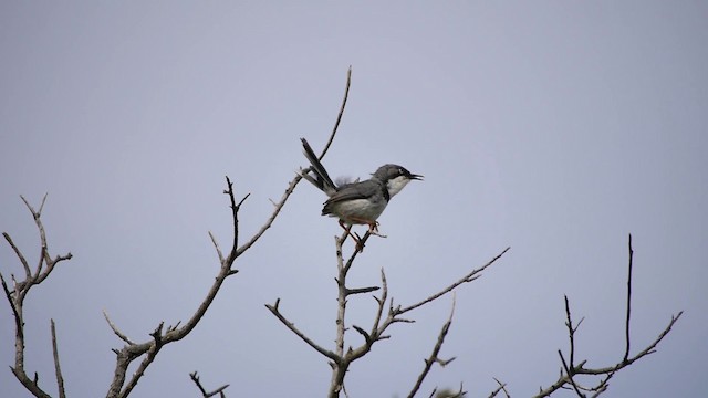 Bar-throated Apalis - ML200930161