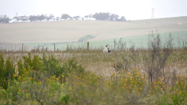 Denham's Bustard (Stanley's) - ML200930171