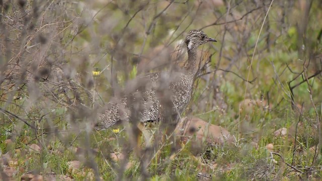 Black Bustard - ML200930181