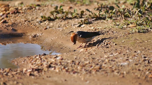 Hirondelle à tête rousse - ML200930191