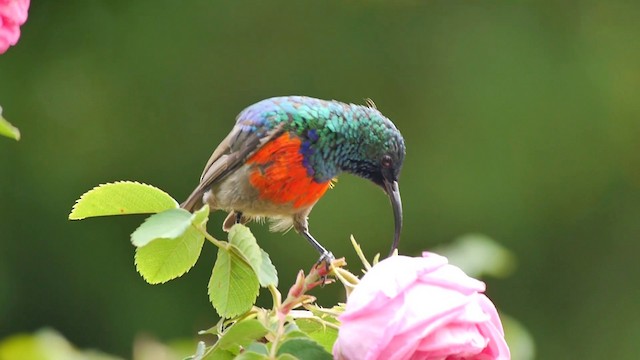 Greater Double-collared Sunbird - ML200930221