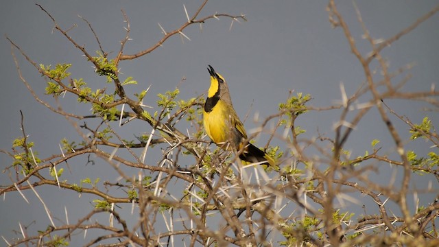 sitronbuskvarsler (zeylonus gr.) - ML200930231