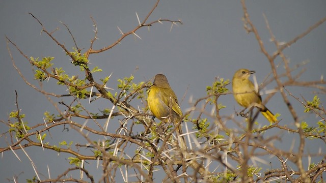 sitronbuskvarsler (zeylonus gr.) - ML200930241