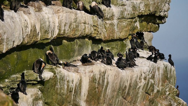 Cormorán de El Cabo - ML200930251