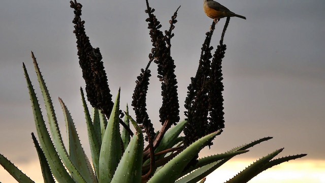 Olive Thrush - ML200930261