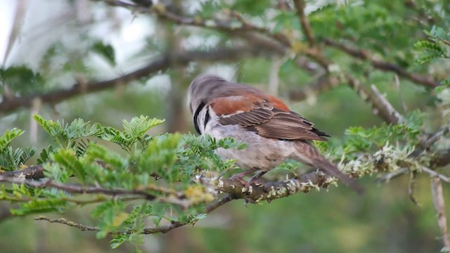 ホオグロスズメ - ML200930321