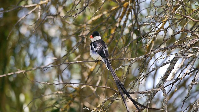 Pin-tailed Whydah - ML200930331