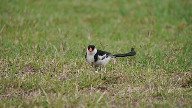 Pin-tailed Whydah - ML200930341