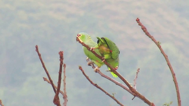 Amazona Frentirroja (autumnalis/salvini) - ML200930511