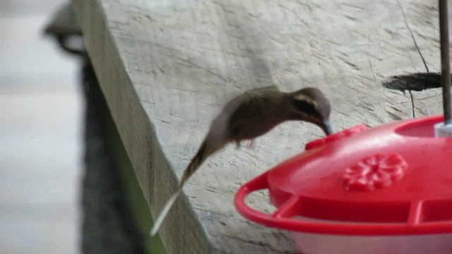 Длинноклювый колибри-отшельник [группа longirostris] - ML200930541