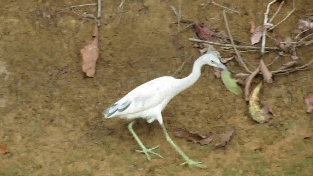 Aigrette bleue - ML200930691